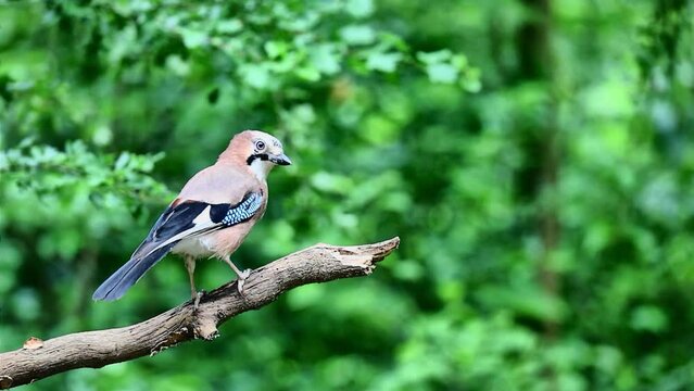 Eurasian Jay sitting on tree branch and flying away