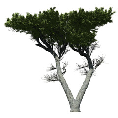Monterey Cypress Tree - Front View