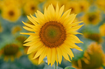 Beautiful blooming sunflower close up.