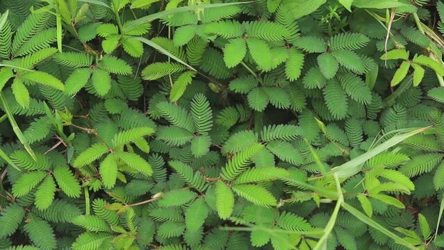 fresh green mimosa leaves of sensitive plant