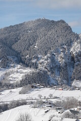 White winter spruces in snow on a frosty day.
