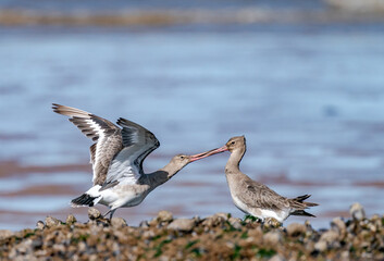 Black Tailed Godwits