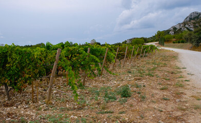 Fototapeta na wymiar Natural dirt road and organic vineyards to Domaine des Escaravailles, Rasteau, Provence, France. Copy space.
