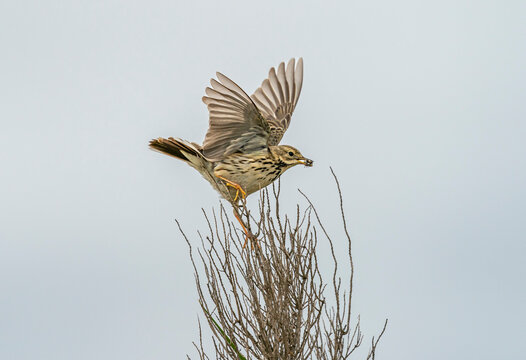 Meadow pipit collecting flys 