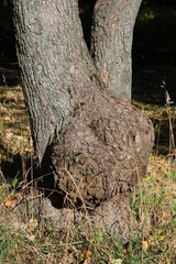 Tree trunk with large burl