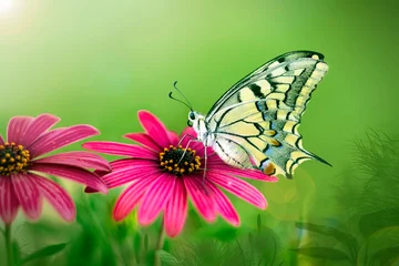 Fototapete Macro shots, Beautiful nature scene. Closeup beautiful butterfly sitting on the flower in a summer garden © blackdiamond67