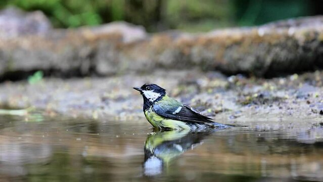 Slow motion portrait of great tit bathing in forest pond