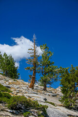 Pine trees Yosemite park