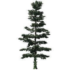 White Fir Tree - Front View