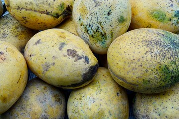 Mangoes in the market. Yellow color sweet Indian variety of mango fruit.