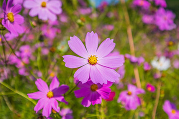 Obraz premium コスモス