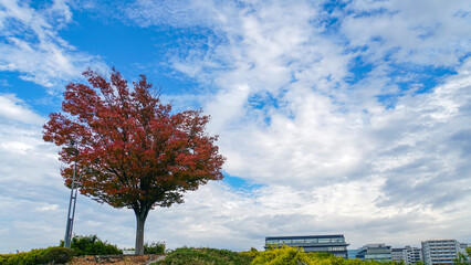 丘の上に立つ赤く紅葉した木と青空と雲