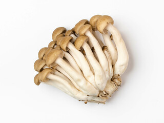 Shimeji mushroom isolated from white top view.