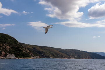 Fototapeta na wymiar White seagull flying along the coastline of peninsula Athos, Chalkidiki, Central Macedonia, Greece, Europe. View on holy Eastern Orthodox terrain of Mount Athos (Again Oros). Freedom bird blue sky