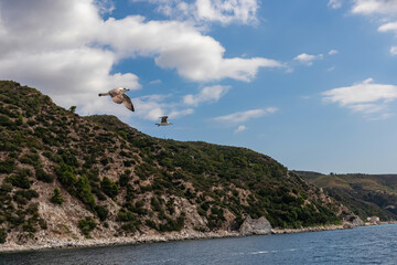 Fototapeta premium White seagull flying along the coastline of peninsula Athos, Chalkidiki, Central Macedonia, Greece, Europe. View on holy Eastern Orthodox terrain of Mount Athos (Again Oros). Freedom bird blue sky
