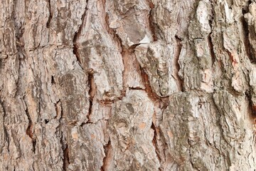 tree bark textures background, top view wooden plank panel