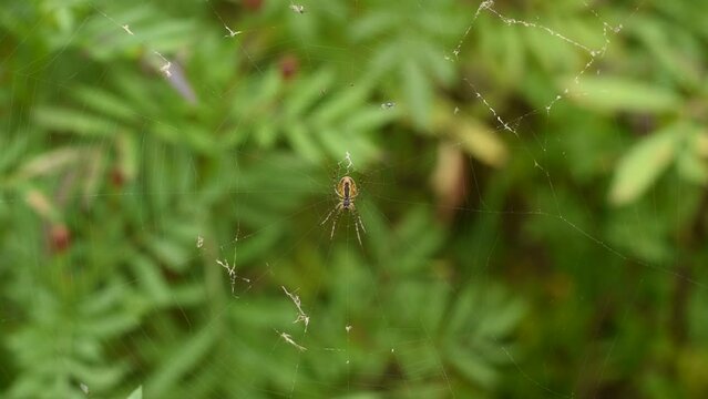 The orb-web spider sits quietly on the web, waiting for the victim, then turns sharply.