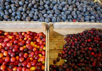 Different kinds of plums on sale at local farmers market.