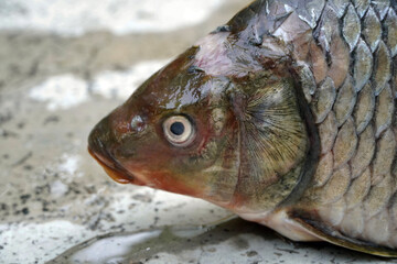 Raw dead Greas carp fish in land. Closeup of a fish.