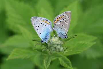 Fototapeta na wymiar A mating couple of Hatay's beautiful blue (Polyommatus antiochenus) butterfly.