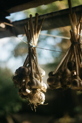 Dried garlic 
Garlic is drying in the yard 