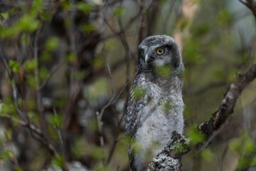 Northern hawk-owl (Surnia ulula)