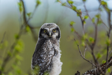 Northern hawk-owl (Surnia ulula)