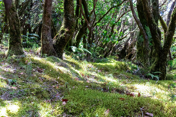 Mystical hiking trail through the dense laurel forest in Garajonay National Park, La Gomera, Canary Islands, Spain, Europe. Central ancient Lush green Laurisilva forests with many endemic species. Awe