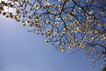 봄날의 정령, 목련을 담다