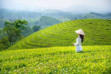 Asian women wearing traditional white vietnamese culture in tea plantations in the morning