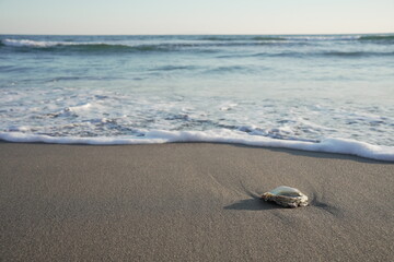 shell on the beach