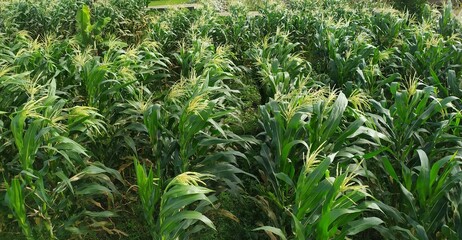 Corn plants in corn gardens in Indonesia