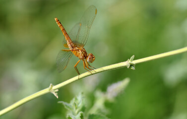 A female Ruddy Marsh Skimmer or Scarlet Skimmer (Crocothemis servilia), is a species of dragonfly of the family Libellulidae.