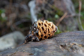 Close-up of a bread cone eaten by an animal, squirrel