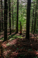 Fototapeta premium forest in the morning