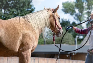 Foto op Plexiglas Horse, exercise, natual training. Woman, rope, paddock © Ella