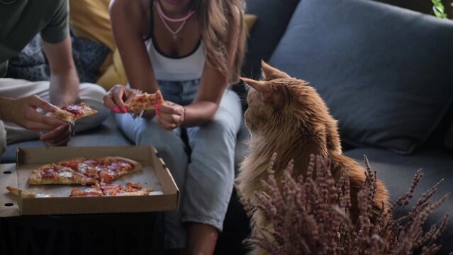 Man And Woman Eat Pizza At Home. Ready Meal Delivery Concept. Fast Food. Red Cat Begging For Food