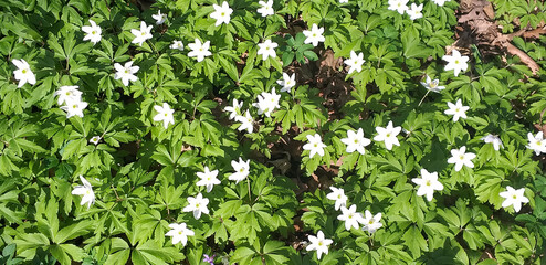 Fototapeta premium white flowers among green leaves