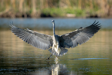 Grey Heron with spreaded wings