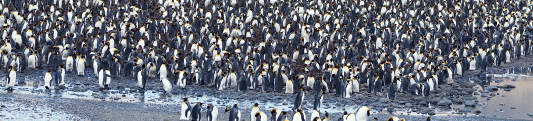 Panorama of a king penguin (Aptenodytes patagonicus) colony at Fortuna Bay, South Georgia Island