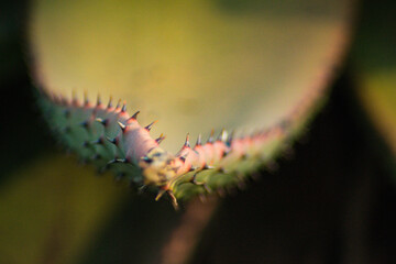 African cactus leave with spikes close up