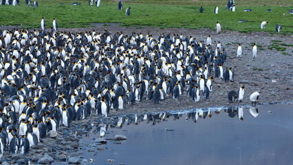 King penguin (Aptenodytes patagonicus) colony, with reflections in standing water at Fortuna Bay, South Georgia Island