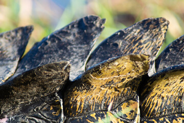 Crocodile skin peaks spikes profile in africa safari