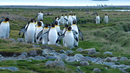 Obraz premium Row of king penguins (Aptenodytes patagonicus) walking to a colony at Fortuna Bay, South Georgia Island