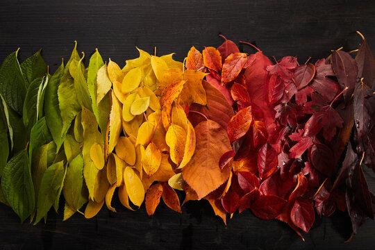 Rainbow of colorful autumnal leaves on wooden background
