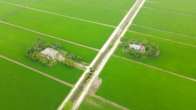 Footage of Beautiful Terraced rice field in water season and Irrigation from drone,Top view of rices paddy field, Malaysia