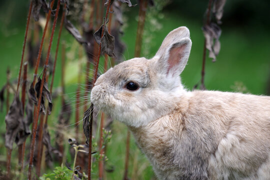 Kaninchen fressen gerne die Reste vertrockneter Pflanzen im Herbst