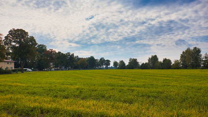 grünes Feld im Herbst am Gorinsee (Wandlitz), Landkreis Barnim, Land Brandenburg, Deutschland	