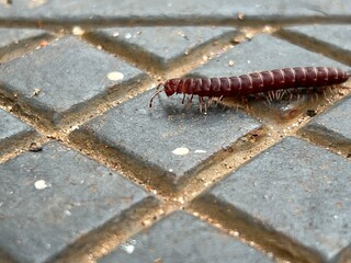 small insect a centipede  walking at a metal surface