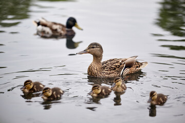 Mother duck swimming with newly hatched baby ducks. Duck on the water.